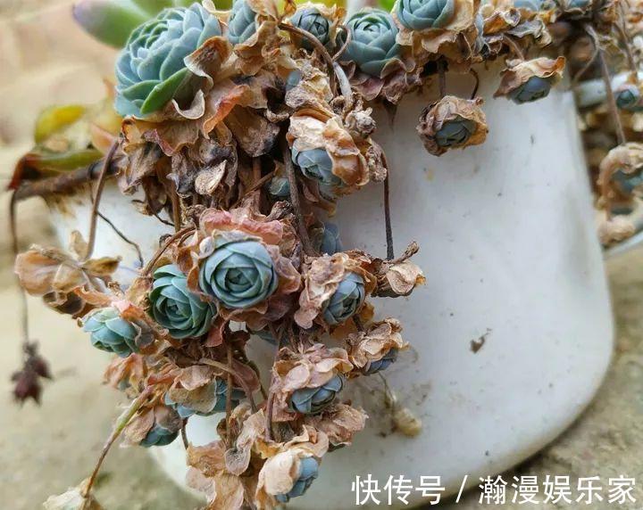 老少皆宜|农村爷爷养多肉,破缸、破鞋里都塞满,照样养的肥嘟嘟!