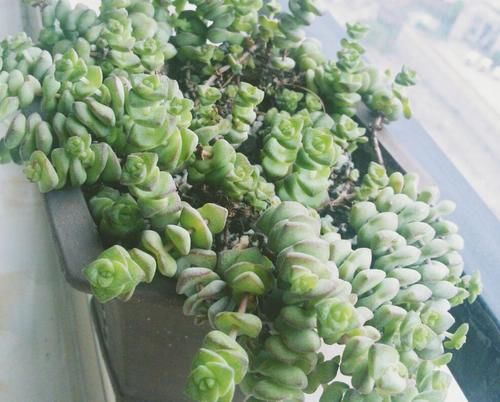 这些年“懒养”多肉的人都后悔了吧，毕竟满足这些植株才长得美