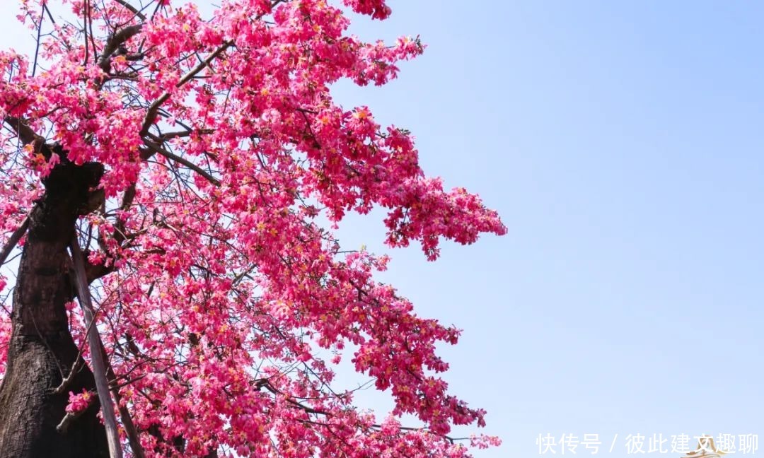 佛山|浪漫满佛山！异木棉怒放，约上TA一起看