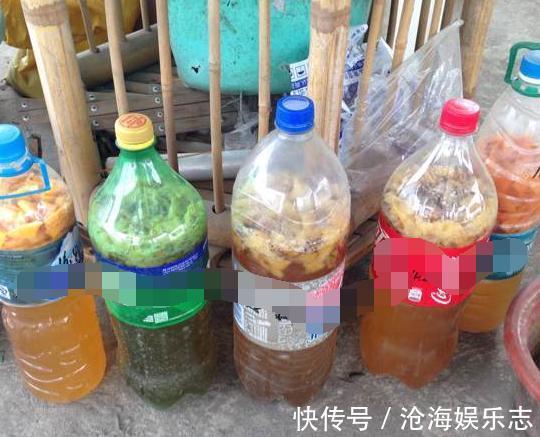 植物|橘子皮,养花的“极品肥”,天然无害,肥效温和
