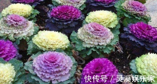 盆栽|牡丹菜盆栽,养护方法告诉你,延长花期6个月,花开爆盆,可涮锅
