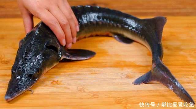 这种鱼的脊髓被称作“龙筋”,清朝属于贡品!