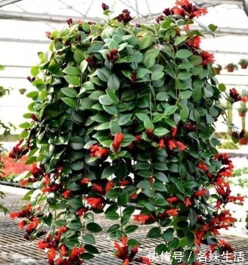 它一年四季“终年翠绿”，既观叶、又观花，垂吊盆栽完胜“绿萝”