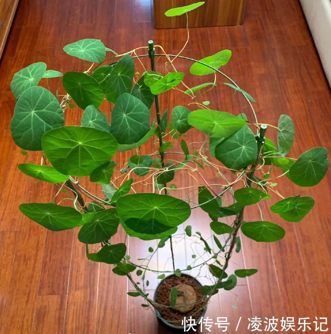 牡丹吊兰|懒人适合养什么花,浇水少,不挑土,它比人还懒!