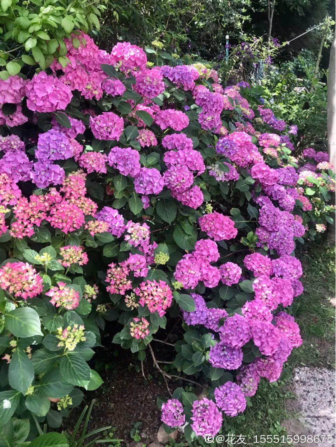 再穷也要养长寿花，寓意好、开花美，养人又养家！