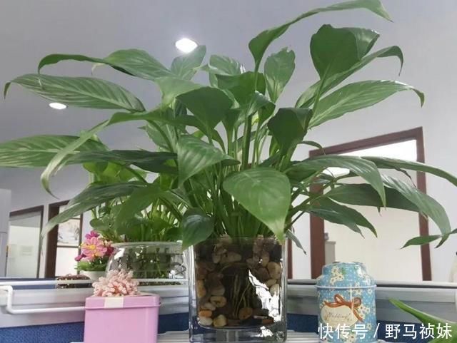 叶子|6种花一天不浇水,叶子就耷拉,缺水3天就死翘