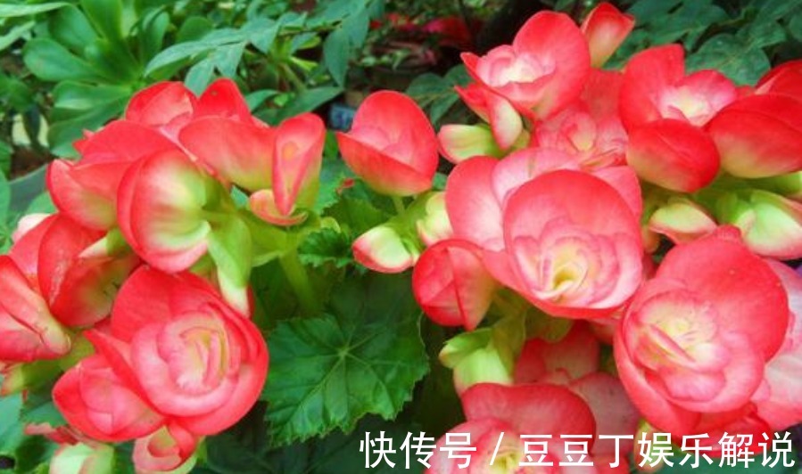“5种花”赶快养起来，一年四季成“花海”，天天有花赏！