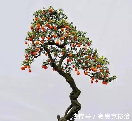 植料|金弹子出现失枝现象，这是怎么回事？该如何解决？