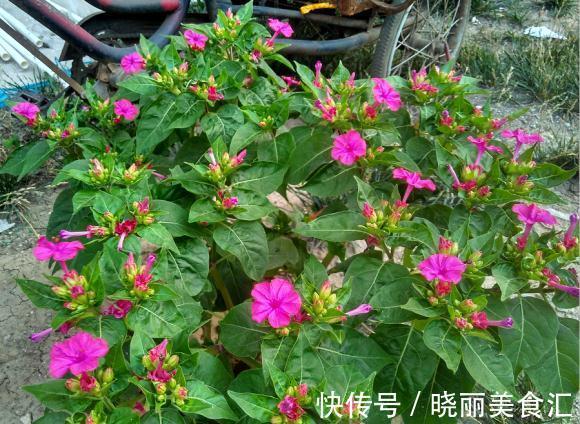 活了30年才知道它叫紫茉莉，花一开就该回家做饭了