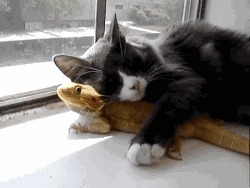 |搞笑GIF:原来我们讨厌的不是广场舞 而是那些大妈