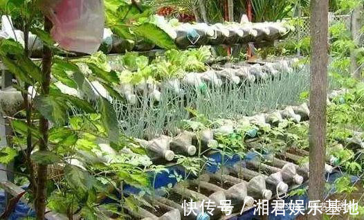 蔬菜|空油桶别扔了，剪一刀在阳台种菜，不用再买菜，一家人1年吃不完