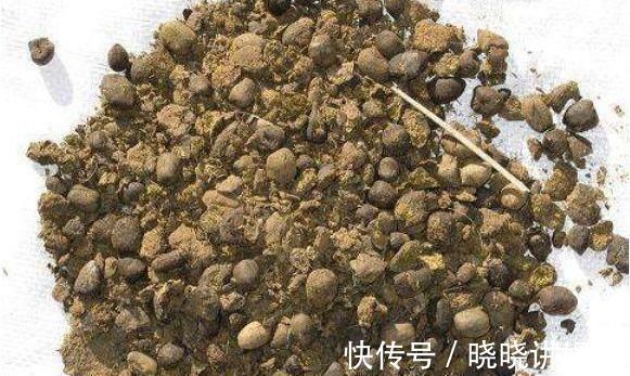 养蟹爪兰时,在盆里丢点这种“小玩意”,根系、叶片蹭蹭长不停