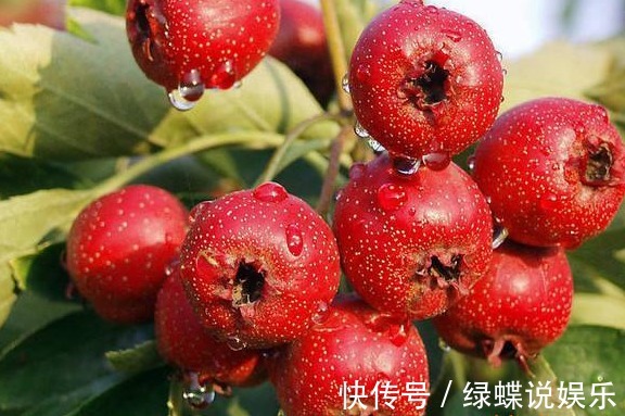 菊花|山楂和4物搭配泡水喝,连喝一个月,湿气排光光,大肚腩也不见了