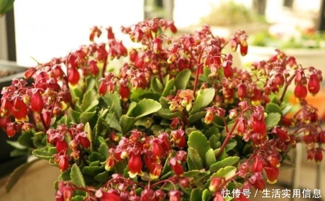 长寿花|长寿花很难开爆盆，“4种”技巧掌握了吗学会了，花朵惊艳美丽！