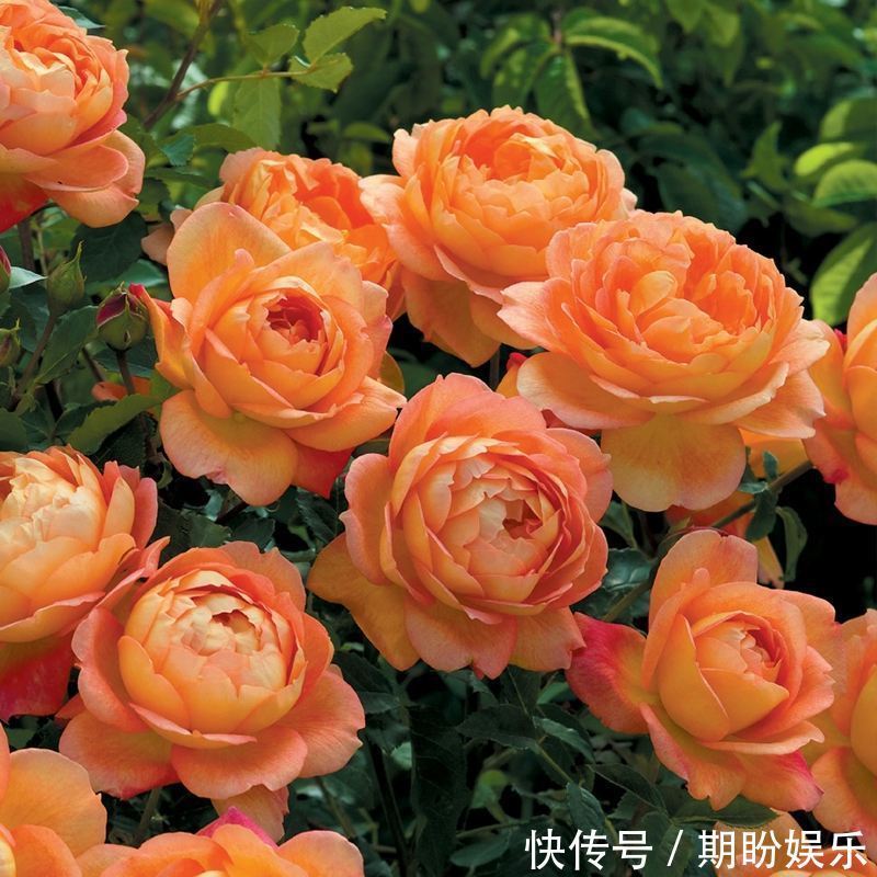 此花花朵硕大,花期长,花量大,花味幽香,适合养护