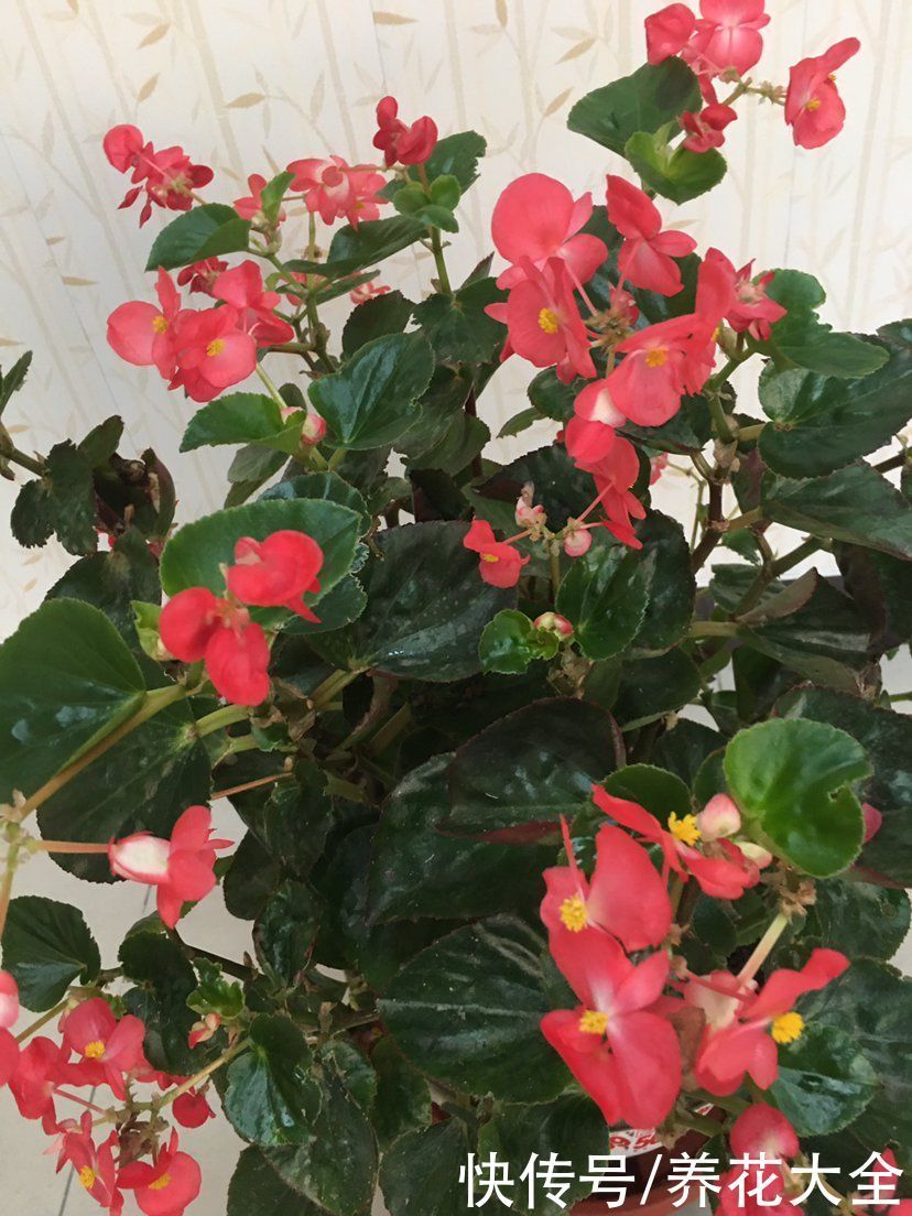 养花烂根不光浇水太多,其实有4个原因,对症下药是关键