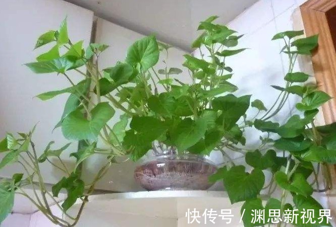 植株|小时候最爱吃的地瓜,养家里当盆栽,好看还能吃,快回家试一试
