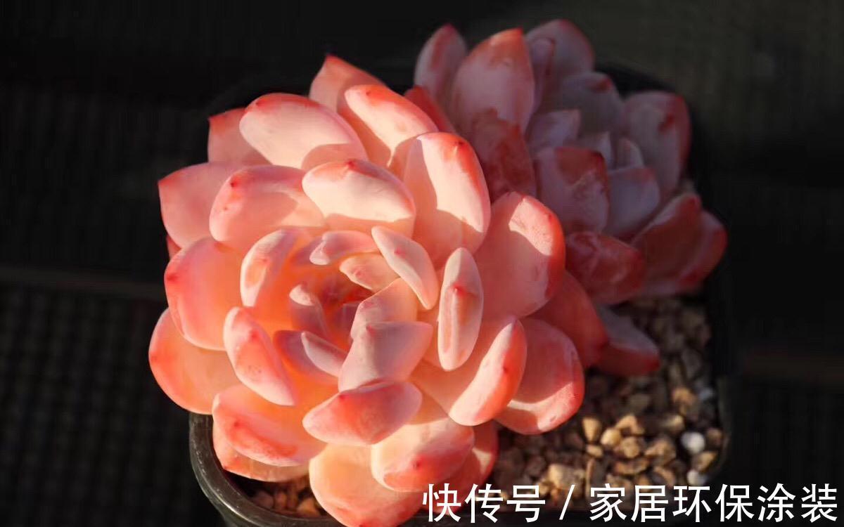 养多肉,别小看浇水,注意方法和对象,盆栽才不出问题