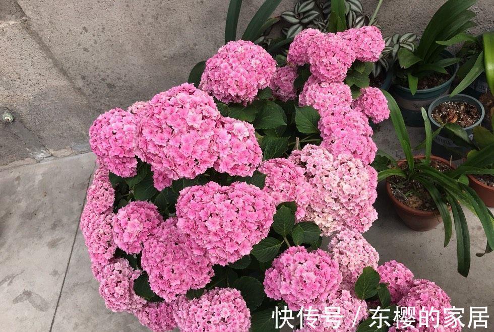 植株|修剪绣球花,早了晚了都不行,这样修剪,植株壮实、花大色艳