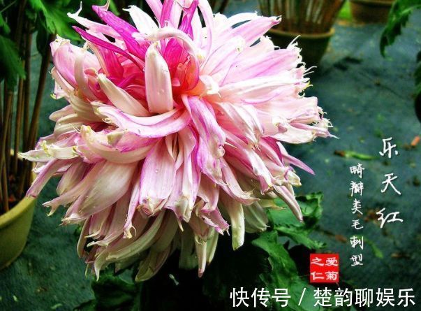 大丽花|秋天养菊花，就养盆“名贵菊花”，花开“乐天红”，美艳动人！