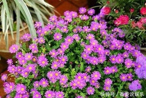  漂亮|4种漂亮花，号称“开花机器”，比月季好养，爱花的你养过几种