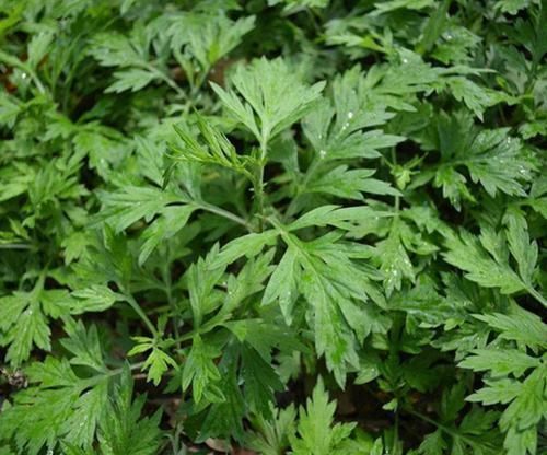 湿疹|艾叶泡水实在太厉害了，坚持一周，好处主动找上门，早知早受益