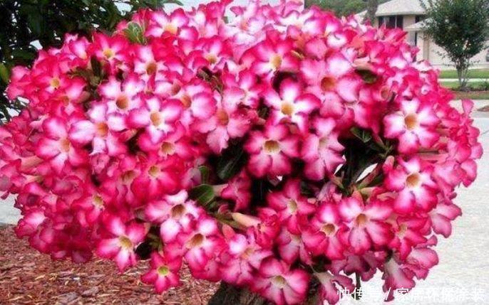 漂亮的4种花，比玫瑰好看，比绿萝好养，花香优雅，迷倒人！