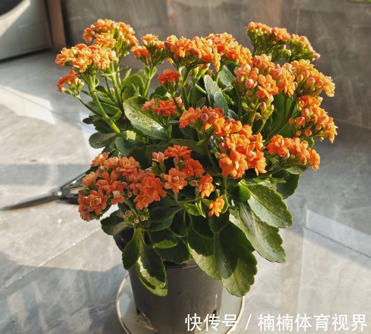 怎么让长寿花多来几茬?这4个方面“勤快些”,一茬接一茬地开