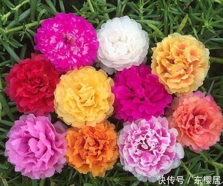 鲜艳|喜欢养花不如养此几款,花朵繁盛鲜艳,至冬不凋,美翻了