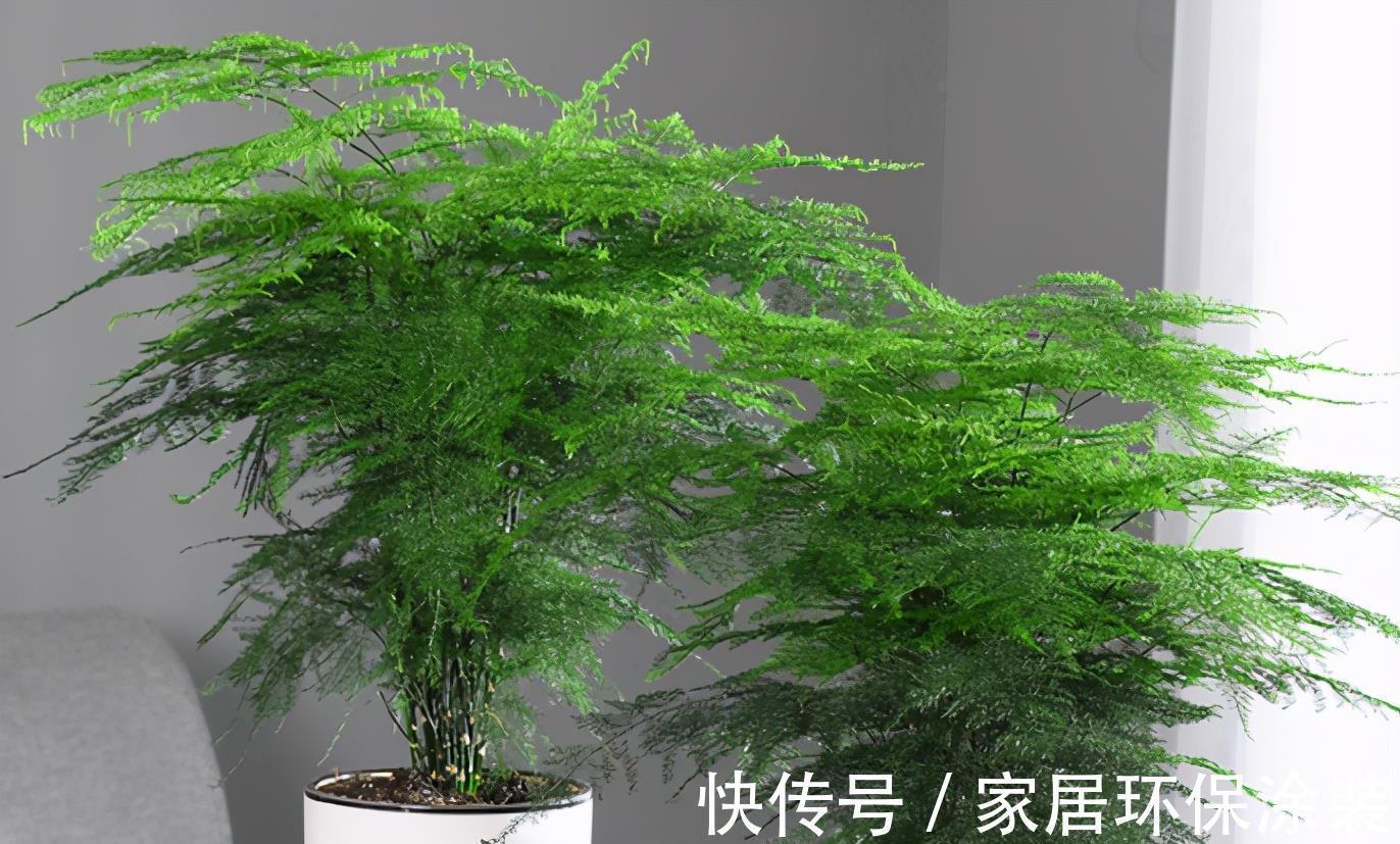 文竹|文竹夏季想要长得油绿旺盛,养护技巧很重要,这3点你要了解