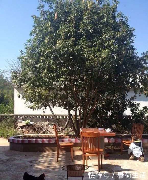 种树|院子里别乱种树,海棠“富贵满堂”,桂花“出贵子”,旺运添福