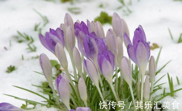 换季期间,给花草浇点“防冻水”,天冷不怕冻死,来年还能长势好