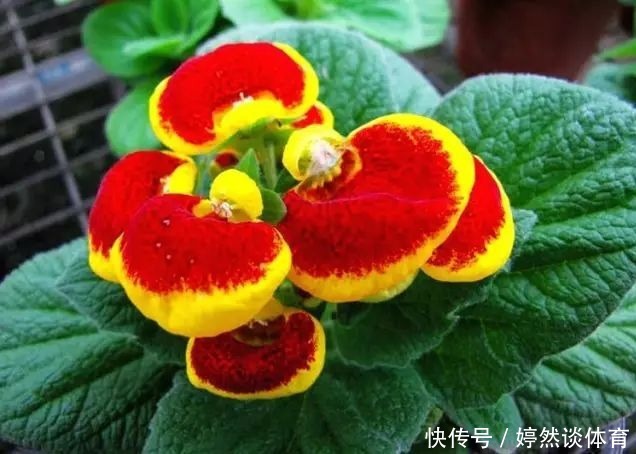 此花花形独特,一眼望去犹如一个个鼓鼓的钱包,寓意着富贵与富有