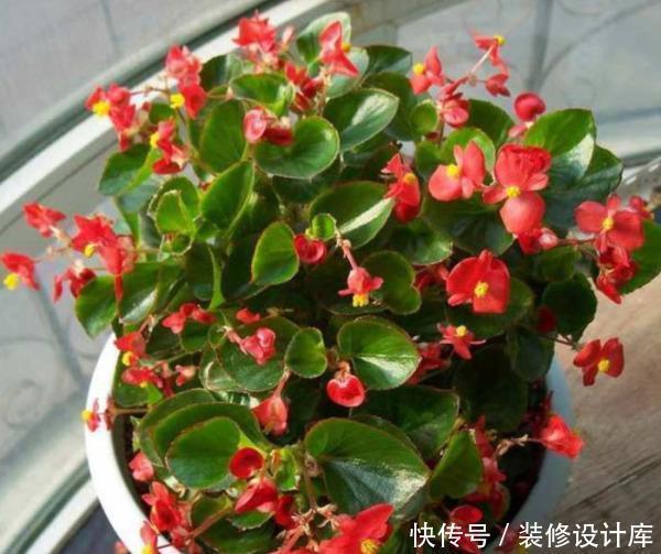 此1种花,花期超长,能开9个月,养一盆天天有花看