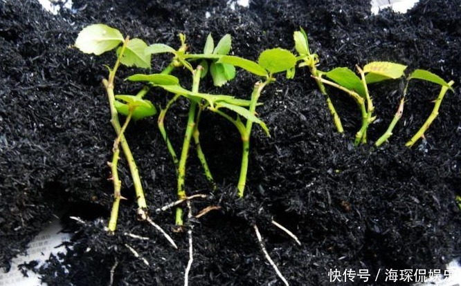 一种心情|注意这两点,月季扦插不烂根,长势特别茂盛,萌新涨姿势