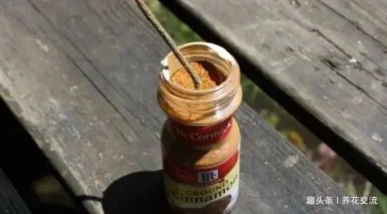 在家里养花时,肥皂水、鸡蛋壳或煮菜的水别丢,是可以用来养花的