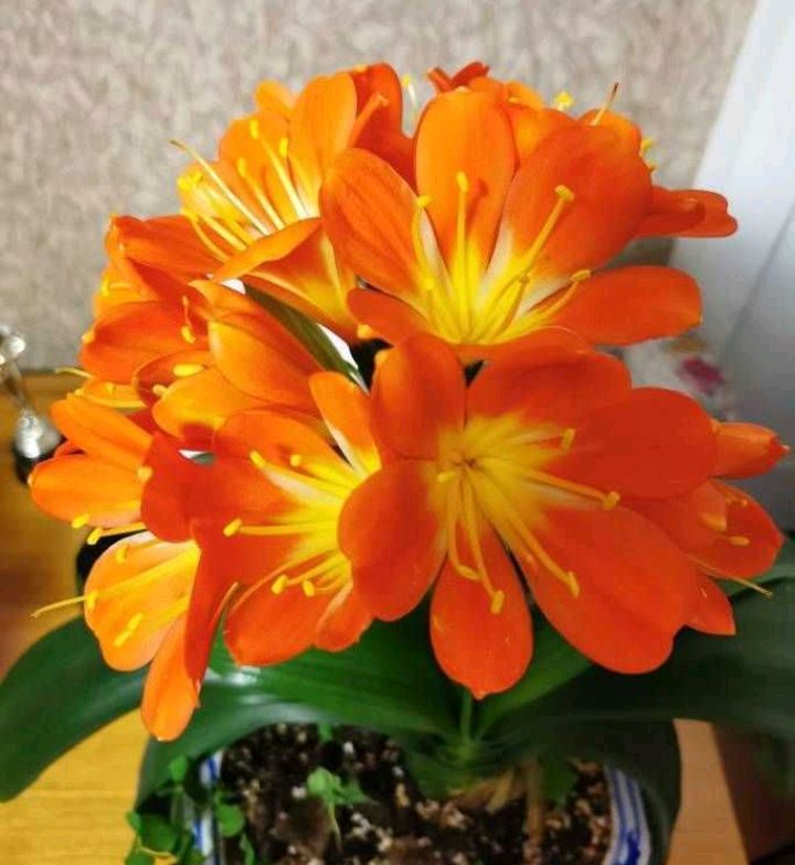 叶子|这样养“君子兰”,叶子更多更大更油绿,花朵红似火