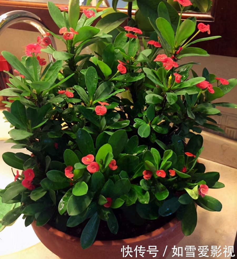 植株|养这几种花太省事了，放在阳台晒太阳，少浇水还能开花