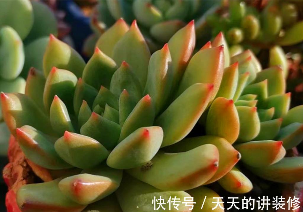 小苗期|多肉一直不在状态,可能是养护顺序弄错了,十三字养护秘诀请记好