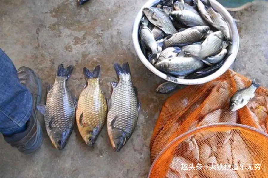 饵料|五种野钓大鱼的神饵,都藏在你家的厨房,老钓鱼人都在偷偷用