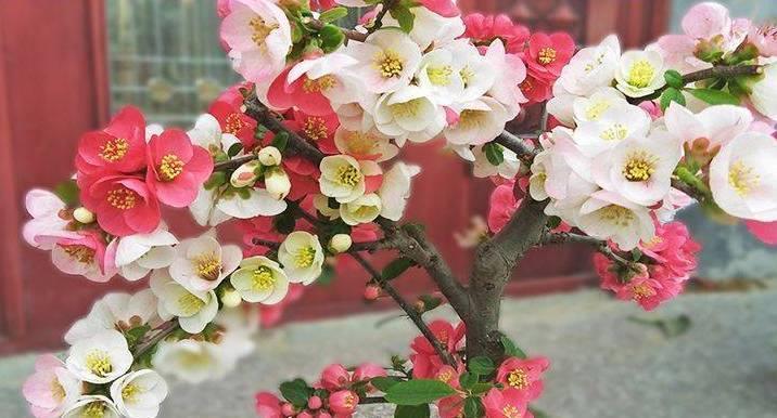 适合春天养的4种“花树”,有空种几棵,小院子也有“高颜值”