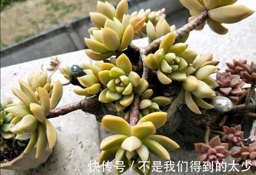 马上要降温了 多肉植物怕冻吗 这几点要注意 粉紫色