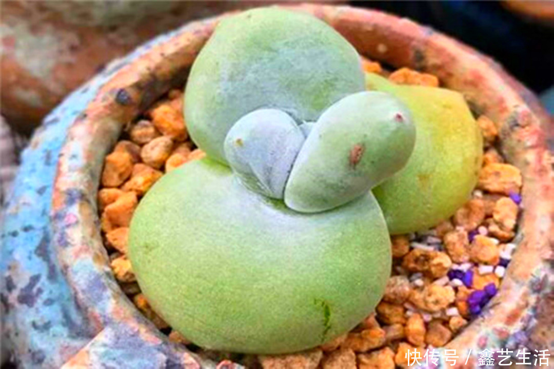 越虐越长疯,3周胖到爆炸的多肉控养大法,不轻易外传