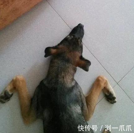 |搞笑GIF:这是谁家的狗子,再每天来这里锻炼身体,我们可要收费了