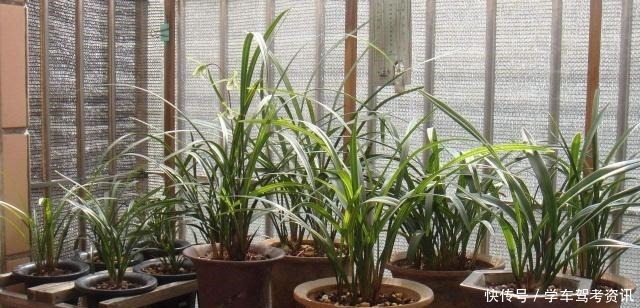 兰花怎样晒太阳,才能长得好又容易开花!