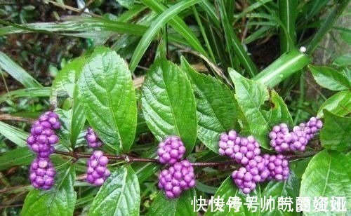 果实|叶似枇杷叶,果实像紫珠,无论谁在村边偶遇,别无知当草,要重视