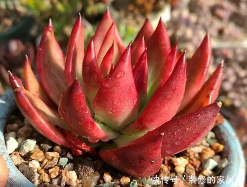 火狐狸|4种高颜值多肉，在家养一盆，好像艺术品，花友：后悔没早点养！