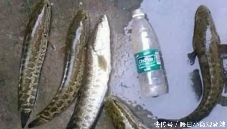 钓法|难道这才是黑鱼一次次上钩的原因?果断尝试这新钓法,彻底服了