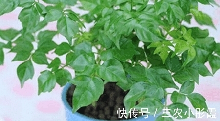 幸福树|幸福树的冬季养护很简单, 注意这几点就能避免黄叶, 保持叶片常绿