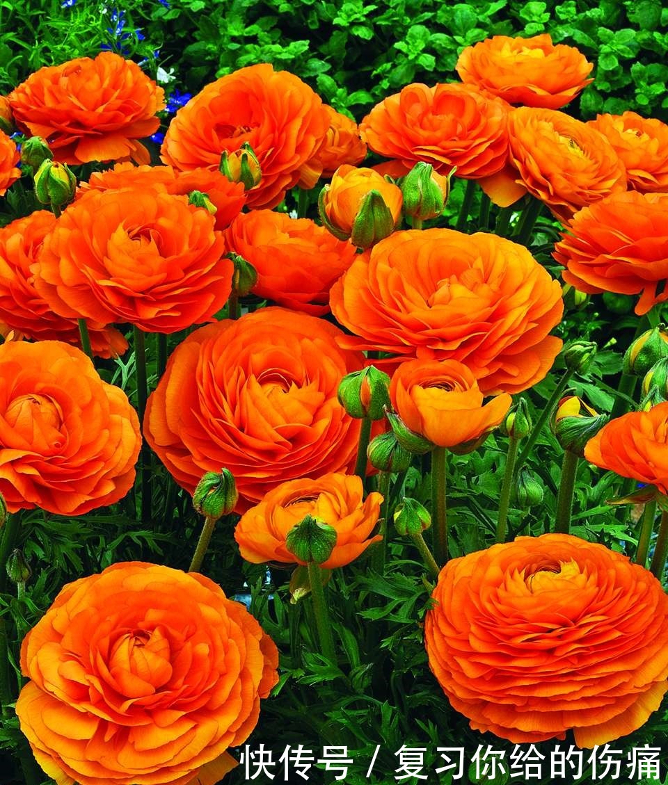 牡丹花|喜欢养护花卉,就选择3种花卉,花色绚丽,花朵端庄,妖娆美丽